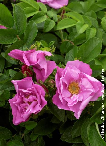 © Hortival Diffusion - Tous droits réservés