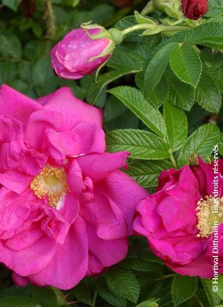 © Hortival Diffusion - Tous droits réservés