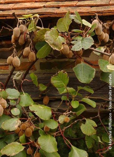 © Hortival Diffusion - Tous droits réservés