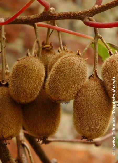 © Hortival Diffusion - Tous droits réservés