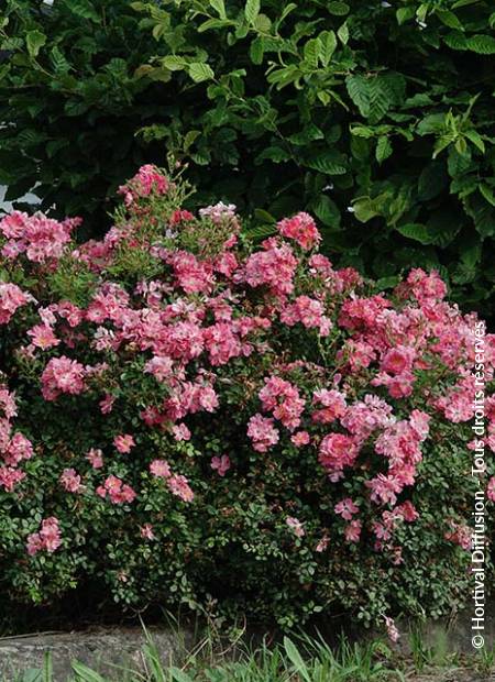 © Hortival Diffusion - Tous droits réservés