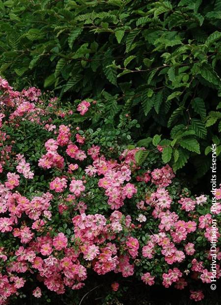 © Hortival Diffusion - Tous droits réservés