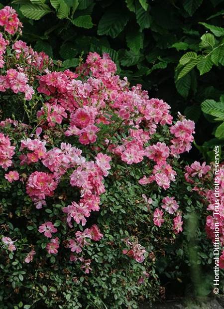 © Hortival Diffusion - Tous droits réservés