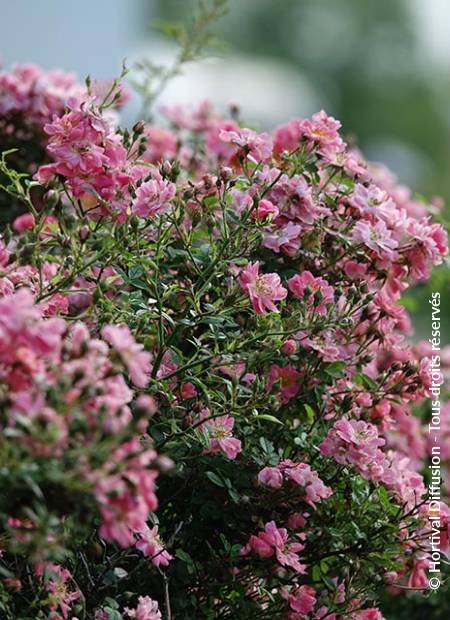 © Hortival Diffusion - Tous droits réservés