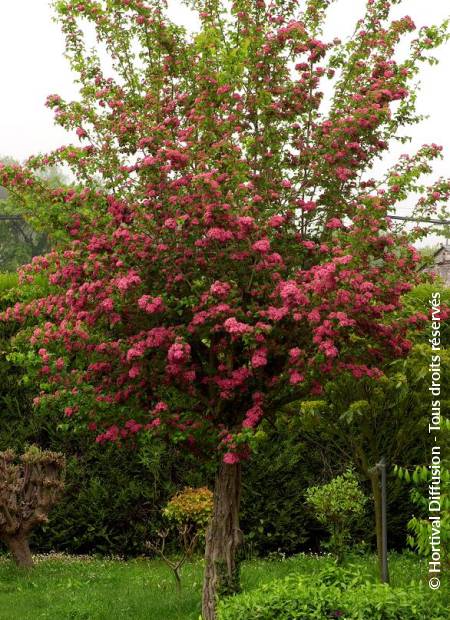 © Hortival Diffusion - Tous droits réservés