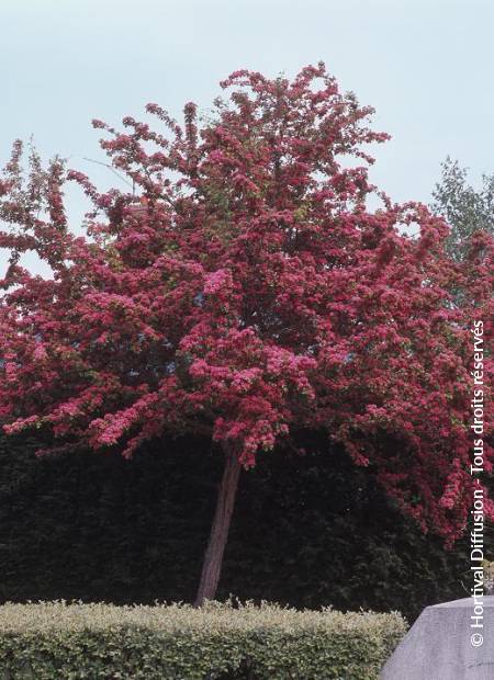 © Hortival Diffusion - Tous droits réservés