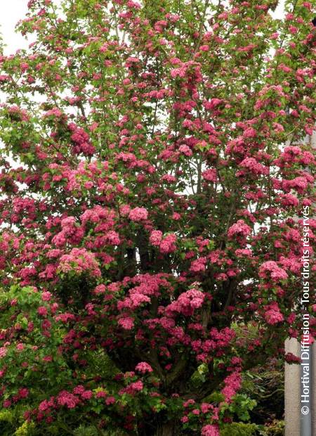 © Hortival Diffusion - Tous droits réservés