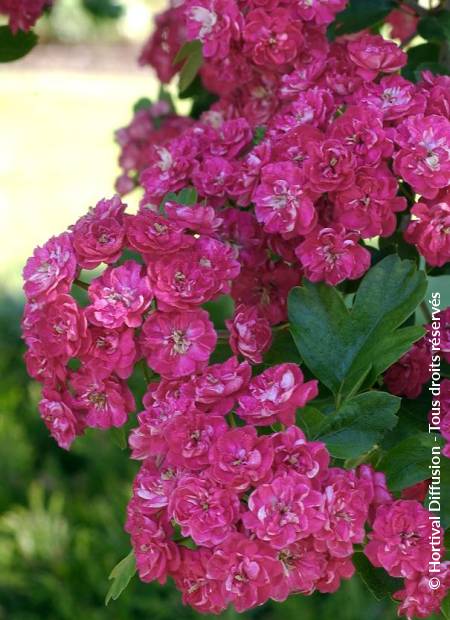 © Hortival Diffusion - Tous droits réservés