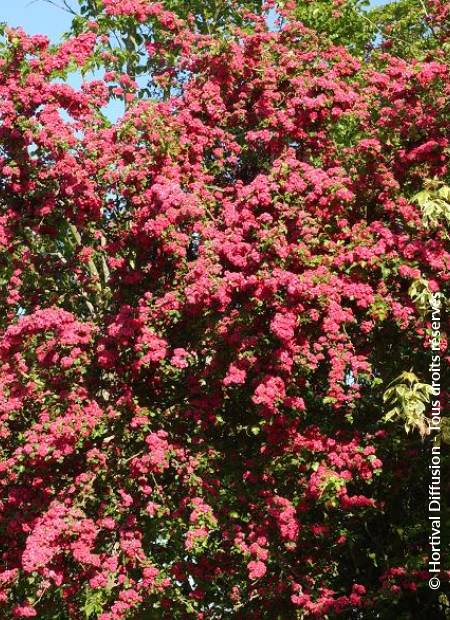 © Hortival Diffusion - Tous droits réservés