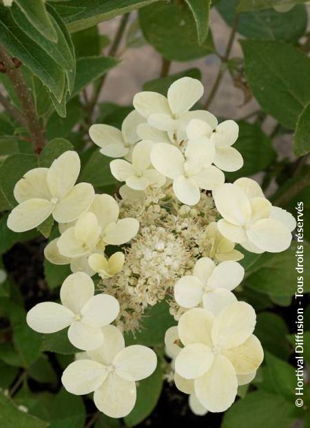 © Hortival Diffusion - Tous droits réservés