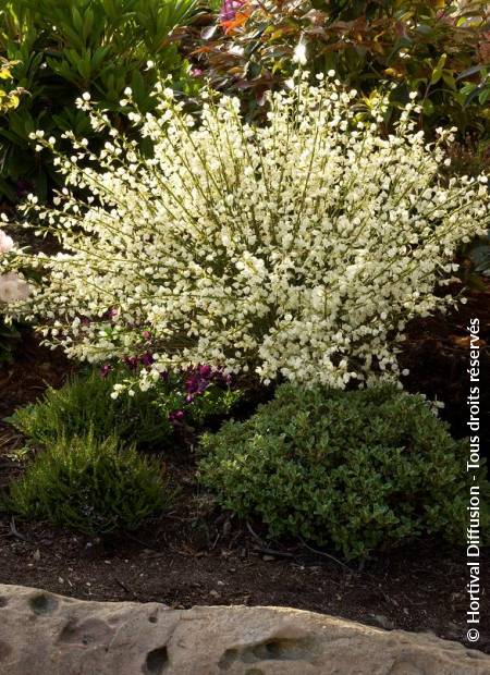 CYTISUS x praecox 'ALBUS' | Minier Solution Pro