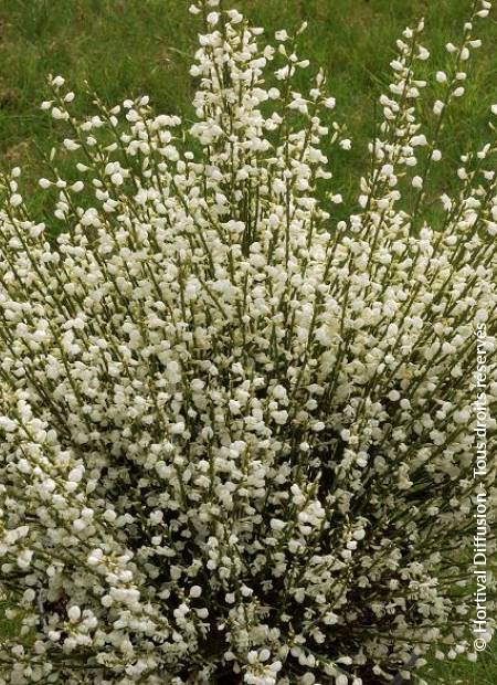 © Hortival Diffusion - Tous droits réservés