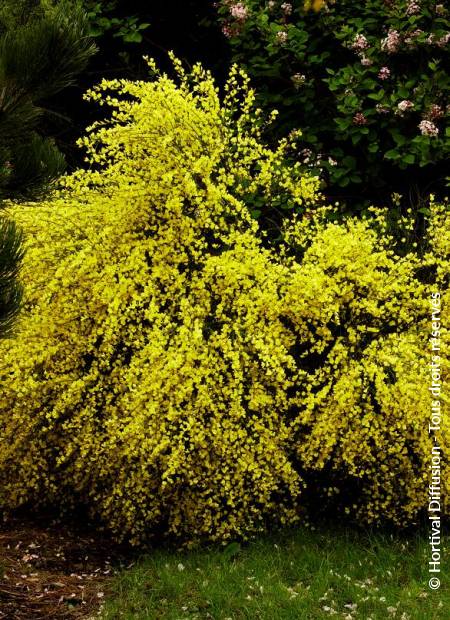 © Hortival Diffusion - Tous droits réservés