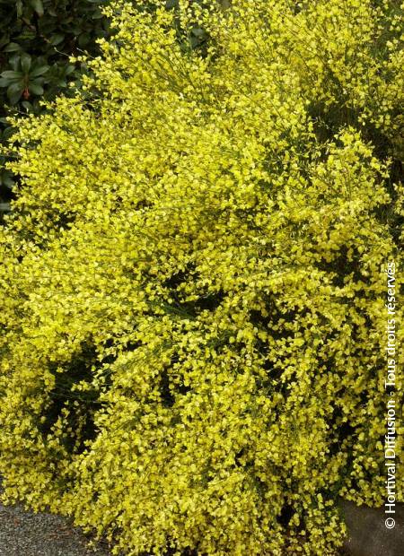 © Hortival Diffusion - Tous droits réservés
