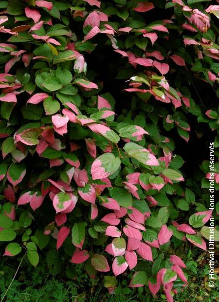 © Hortival Diffusion - Tous droits réservés