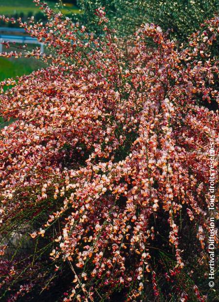 © Hortival Diffusion - Tous droits réservés