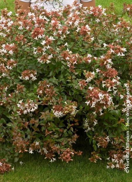 © Hortival Diffusion - Tous droits réservés