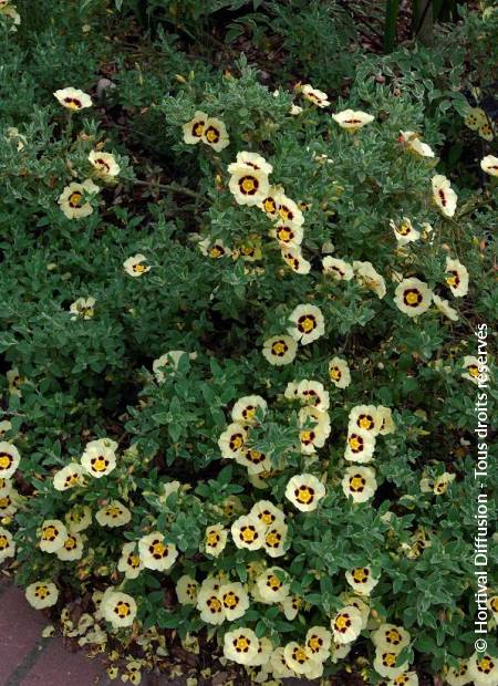 © Hortival Diffusion - Tous droits réservés