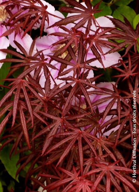 © Hortival Diffusion - Tous droits réservés