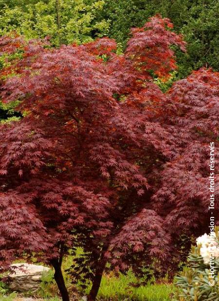 © Hortival Diffusion - Tous droits réservés