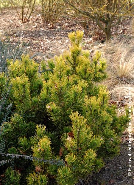 © Hortival Diffusion - Tous droits réservés