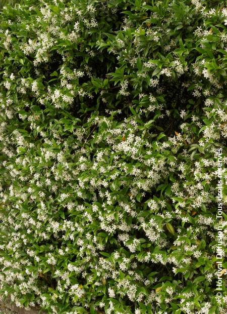 © Hortival Diffusion - Tous droits réservés