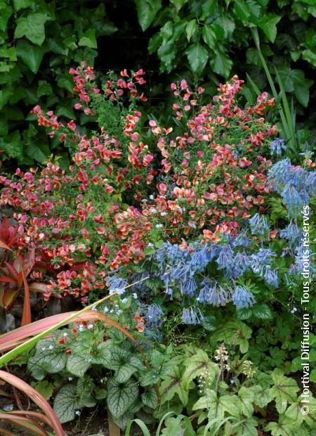 © Hortival Diffusion - Tous droits réservés