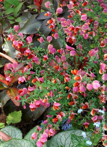 © Hortival Diffusion - Tous droits réservés
