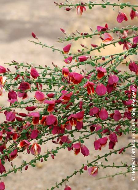 © Hortival Diffusion - Tous droits réservés