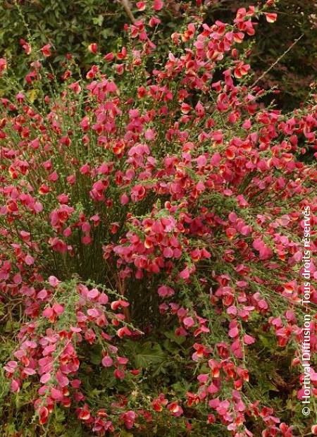 © Hortival Diffusion - Tous droits réservés