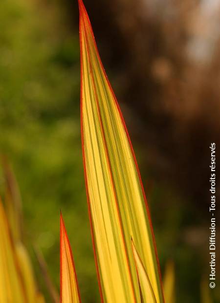 © Hortival Diffusion - Tous droits réservés