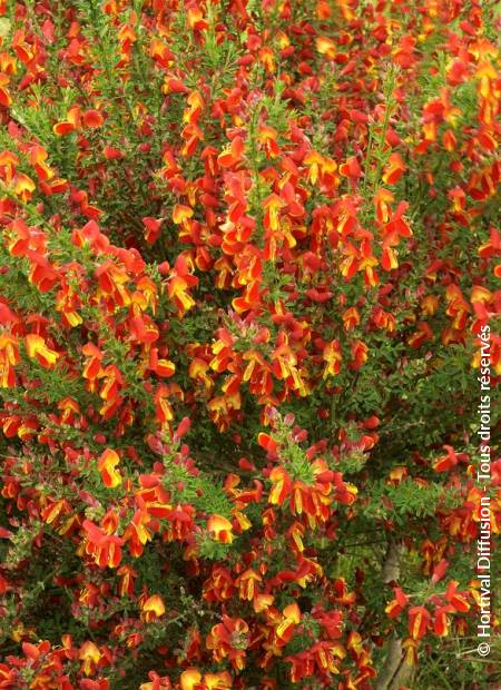 © Hortival Diffusion - Tous droits réservés