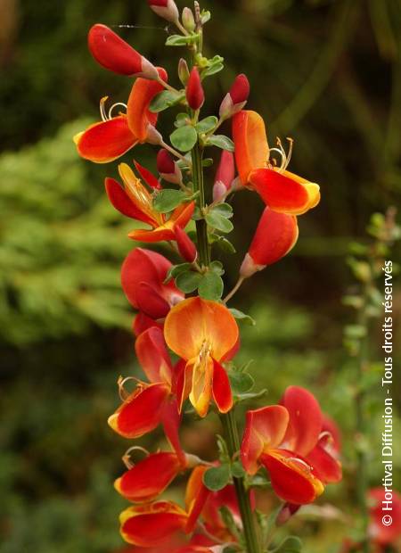 © Hortival Diffusion - Tous droits réservés