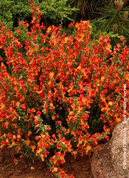 © Hortival Diffusion - Tous droits réservés