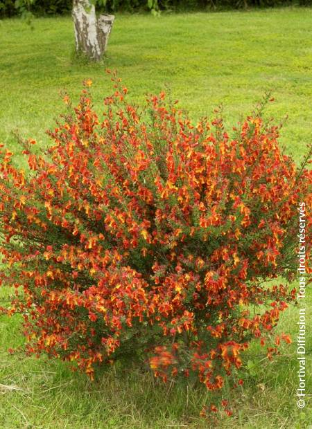 © Hortival Diffusion - Tous droits réservés