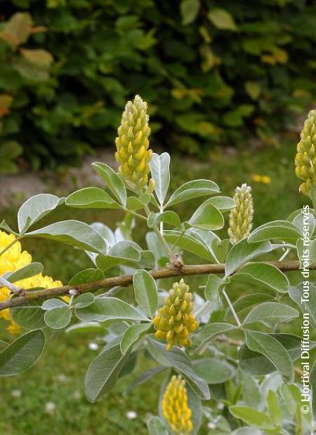 © Hortival Diffusion - Tous droits réservés