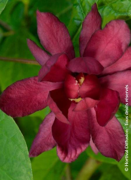 © Hortival Diffusion - Tous droits réservés