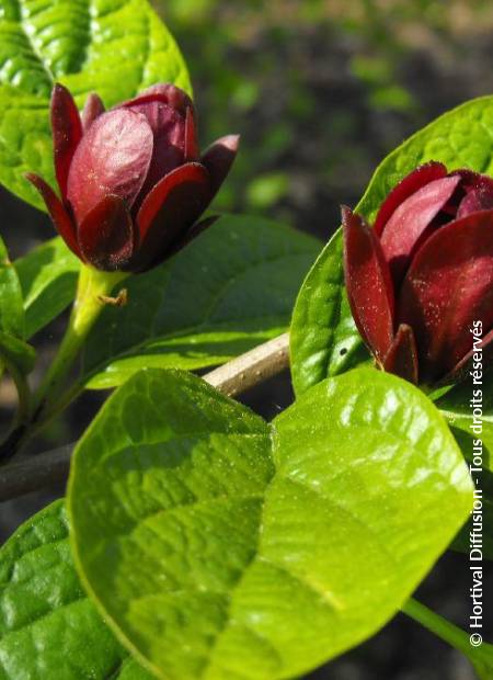 © Hortival Diffusion - Tous droits réservés