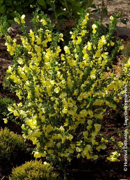 © Hortival Diffusion - Tous droits réservés