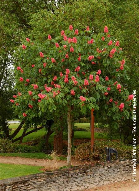 © Hortival Diffusion - Tous droits réservés