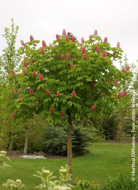 © Hortival Diffusion - Tous droits réservés