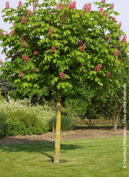 © Hortival Diffusion - Tous droits réservés