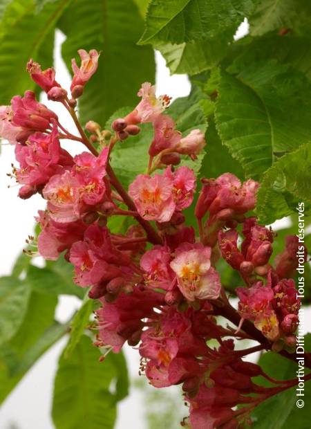 © Hortival Diffusion - Tous droits réservés