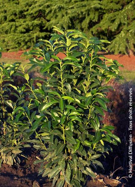 © Hortival Diffusion - Tous droits réservés