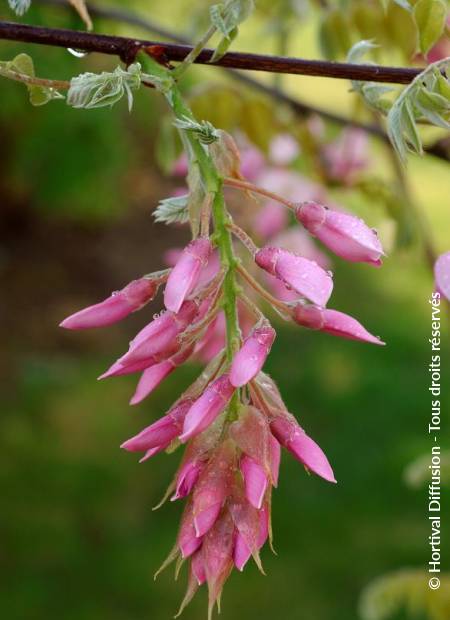 © Hortival Diffusion - Tous droits réservés