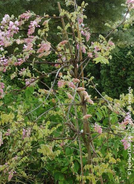 © Hortival Diffusion - Tous droits réservés