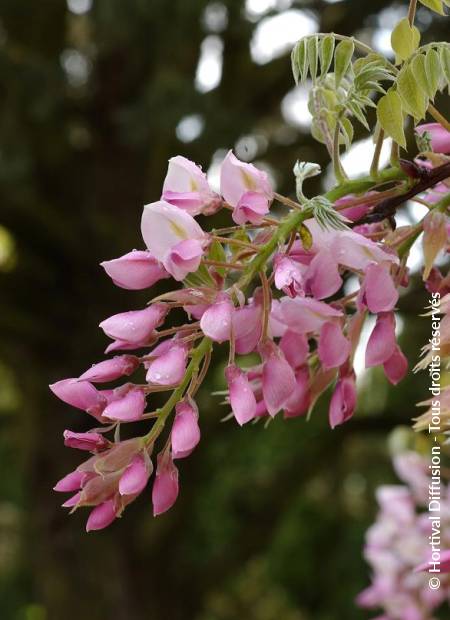 © Hortival Diffusion - Tous droits réservés