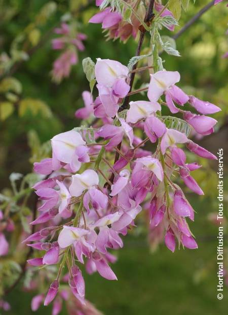 © Hortival Diffusion - Tous droits réservés