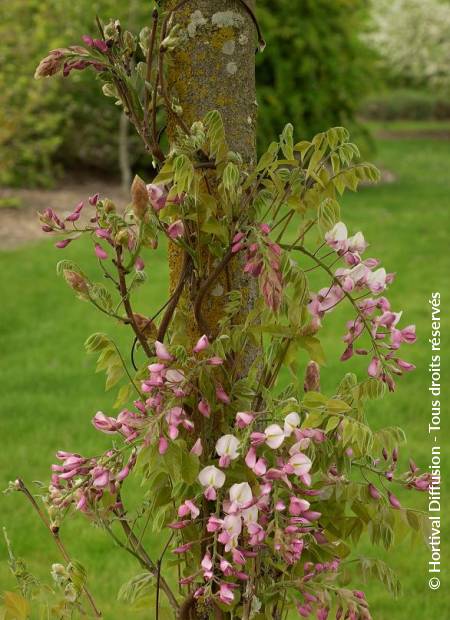 © Hortival Diffusion - Tous droits réservés