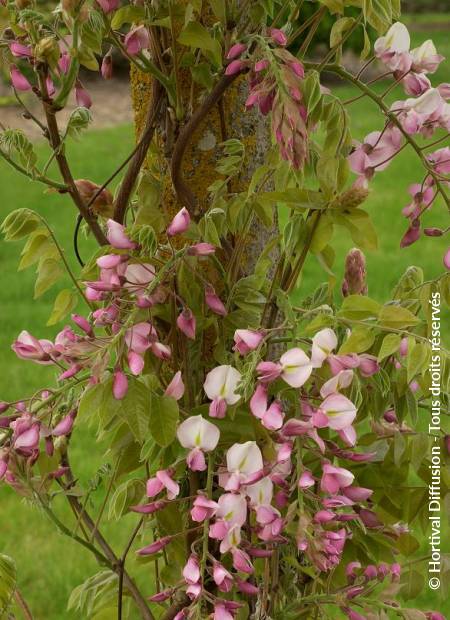 © Hortival Diffusion - Tous droits réservés